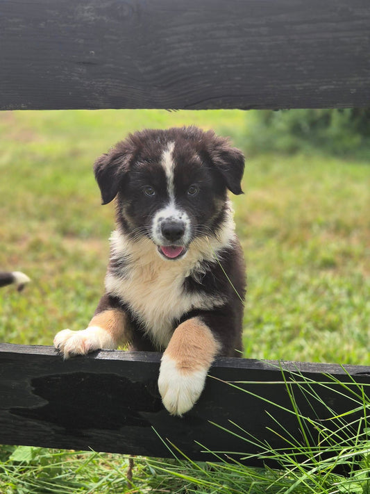 Un rappel parfait pour votre chien : c'est possible !